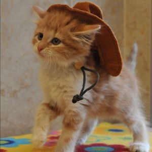 Meet your Posher, Linnea